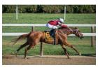 Master the Art of Picking Winning Horses Today!