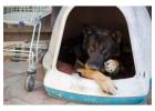 Dog Hostel