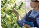 Cannabis Bookkeeper