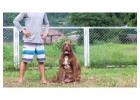 Dog Training