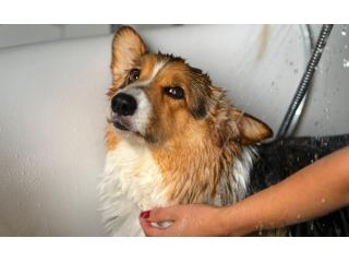 Dog Grooming Dog Grooming