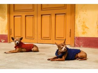 Dog Hostel Dog Hostel