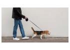 Dog Walking