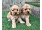 KCI Cockapoo Puppies for Sale