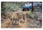 Book Your Ranthambore Jeep Safari Online Today | Ranthambhore National Park