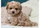 KCI Maltipoo Puppies Available for Sale