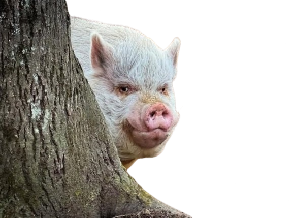 :bigpig: