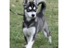 Klee Kai Adoption Adopt a Klee Kai and Give Them a Loving Home