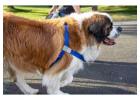 HugeHounds Delivers Everyday Solutions in Large Dog Accessories