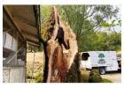 Tree Service