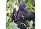 Uganda gorilla trekking tours | Genesis of Adventure 