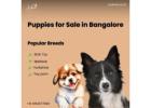 Healthy Puppies for Sale in Bangalore | Aubree.co.in