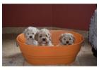 Find Your Perfect Cockapoo Companion at Valley Poos
