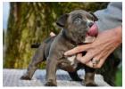 XL & Standard American Bullies for Sale – Champion Bloodlines