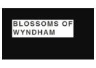 Same Day Flower Delivery Seabrook -  Blossom of Wyndham