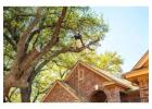 Tree Trimming & Removal Services