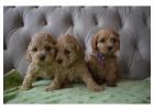 Find experienced Cockapoo breeders at Valley Poos