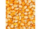 Pure and Natural Dry Corn in Ahmedabad