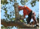 Albany Tree Service