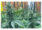  CBD Farm Investment Europe – Profitable Agricultural Asset Opportunity
