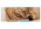Order Cheap Cat Food Online and Keep Your Cat Happy for Less