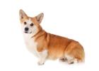 Healthy Pembroke Welsh Corgi Puppies for Sale in Chicago Illinois