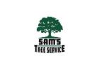 Tree Stump Removal Rohnert Park