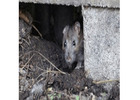 Effective Rodent Control Solutions for Perth Homes and Businesses