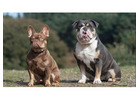 Traumhafte Bulldoggen-Welpen – Jetzt verfügbar! 