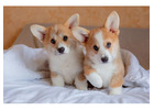 Corgi Puppies in Chicago, IL – Healthy AKC Pembroke Welsh Corgis
