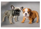 Französische & Englische Bulldoggen – Direkt vom Züchter!