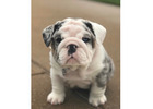 Englische Bulldoggen Welpen Zu Verkaufen – Liebevolle Bulldoggen Für Die Ganze Familie