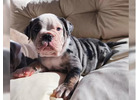 Englische Bulldoggen Welpen – Ihr Neuer Treuer Begleiter