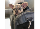 Ihr neuer Liebling wartet – Französische Bulldoggen jetzt verfügbar!