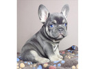Mini Französische Bulldoggen – Kleine Hunde, Großes Herz! 