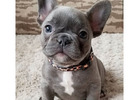 Zuckersüße Mini Bulldoggen – Direkt vom Züchter erhältlich!