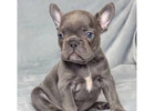 Gesunde Mini Bulldoggen & Englische Welpen – Jetzt anfragen!