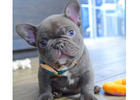 Premium Mini Bulldoggen – Seriöse Zucht mit Herz & Erfahrung!