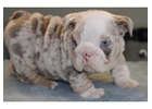 Bulldoggen Welpen mit Papieren – Jetzt verfügbar!