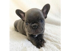 Gesunde & Liebevolle Bulldoggen Welpen – Jetzt Ihren Liebling finden!