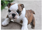 Englische Bulldoggen Welpen – Gesund, Geprüft & Mit Papieren!
