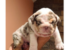 Gesunde Englische Bulldoggen – Jetzt Ihren Liebling finden!