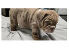 Premium Englische Bulldoggen – Seriös, Verantwortungsvoll & Erfahren!