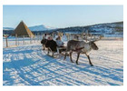 Arctic Reindeer in Tromso – Unique Norway Wildlife Experience for US Visitors
