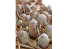 Buy Blue Poppy Seeds,Buy Austrian poppy pods UK, buy dried poppy pods,Wholesale Dried Flowers whatsa