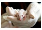 Safe & Reliable Rat Removal Solutions in Melbourne