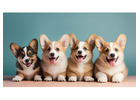 Corgi Puppies in Chicago, IL – Healthy AKC Pembroke Welsh Corgis Available