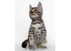 Wildschöne Bengal Katzen – Züchter direkt, mit Stammbaum
