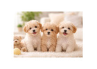 Healthy Male and Female Maltipoo Puppies For Sale in USA