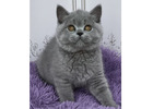 Britisch Kurzhaar Kitten gesucht? Hier werden Sie fündig!